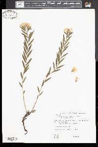 Lithospermum canescens image