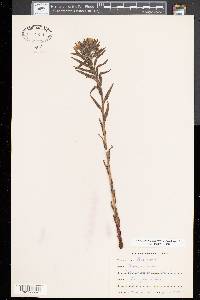 Lithospermum caroliniense image