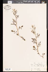 Cardamine parviflora image