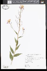 Hesperis matronalis image