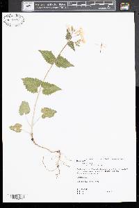 Lunaria annua image