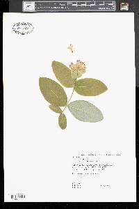 Lonicera dioica image