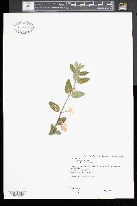 Lonicera tatarica image