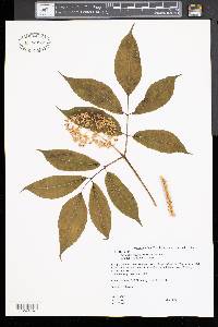 Sambucus racemosa var. racemosa image