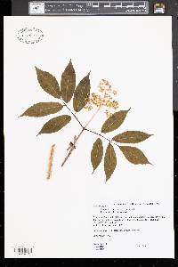 Sambucus racemosa var. racemosa image