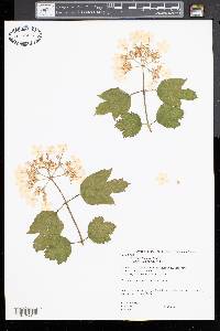 Viburnum trilobum image