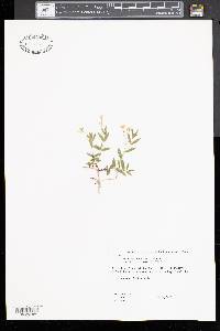 Moehringia lateriflora image