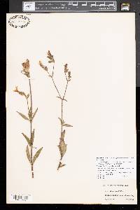 Silene latifolia image