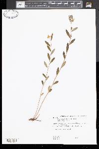 Crocanthemum canadense image