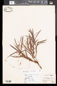 Cuscuta gronovii image