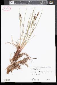 Carex hyalinolepis image