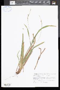 Carex laxiculmis image