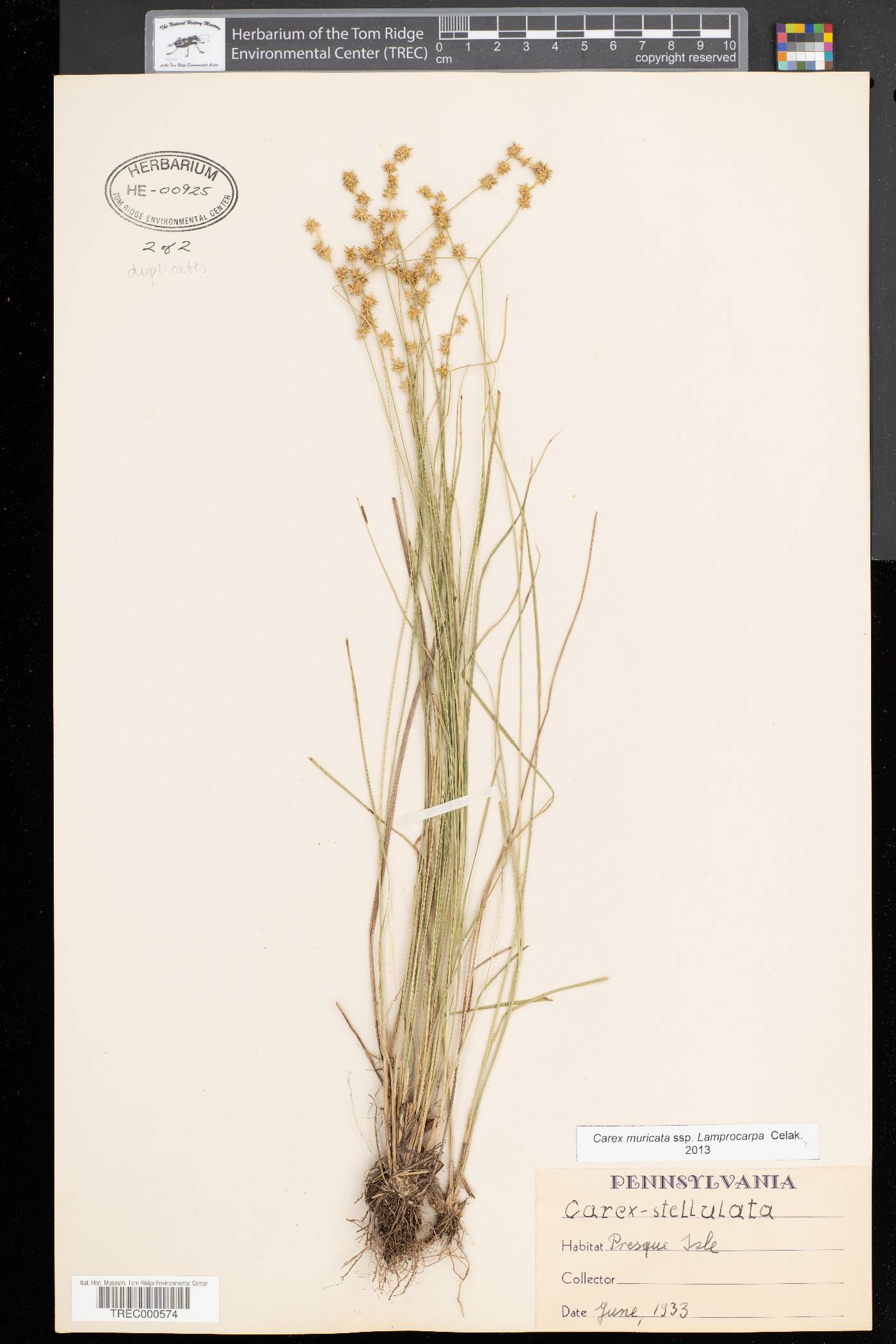 Carex muricata subsp. lamprocarpa image