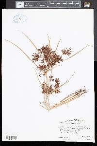 Cyperus diandrus image