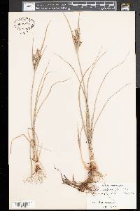 Cyperus schweinitzii image