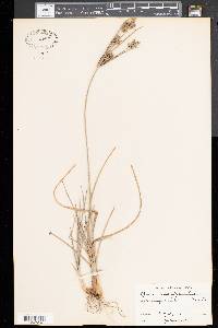 Cyperus schweinitzii image