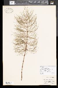 Equisetum sylvaticum image