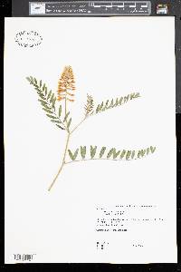 Astragalus canadensis image