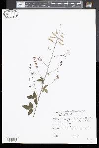 Desmodium canadense image