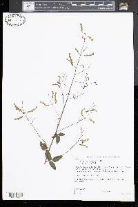 Desmodium canadense image