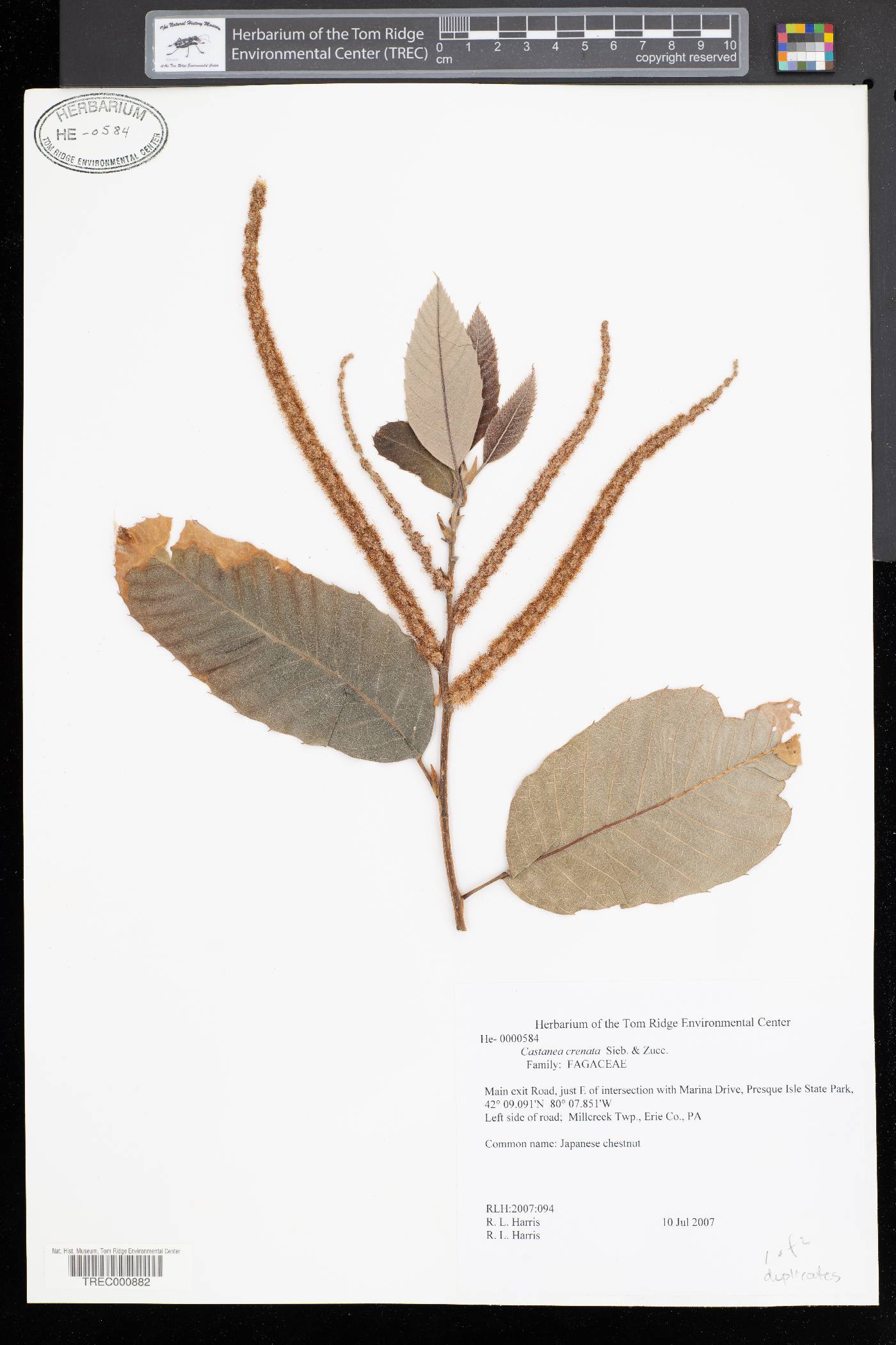 Castanea crenata image