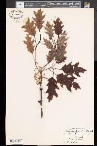 Quercus palustris image