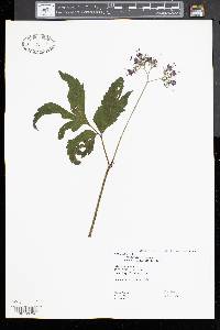 Hydrophyllum virginianum image