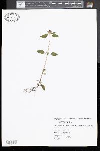 Clinopodium vulgare image