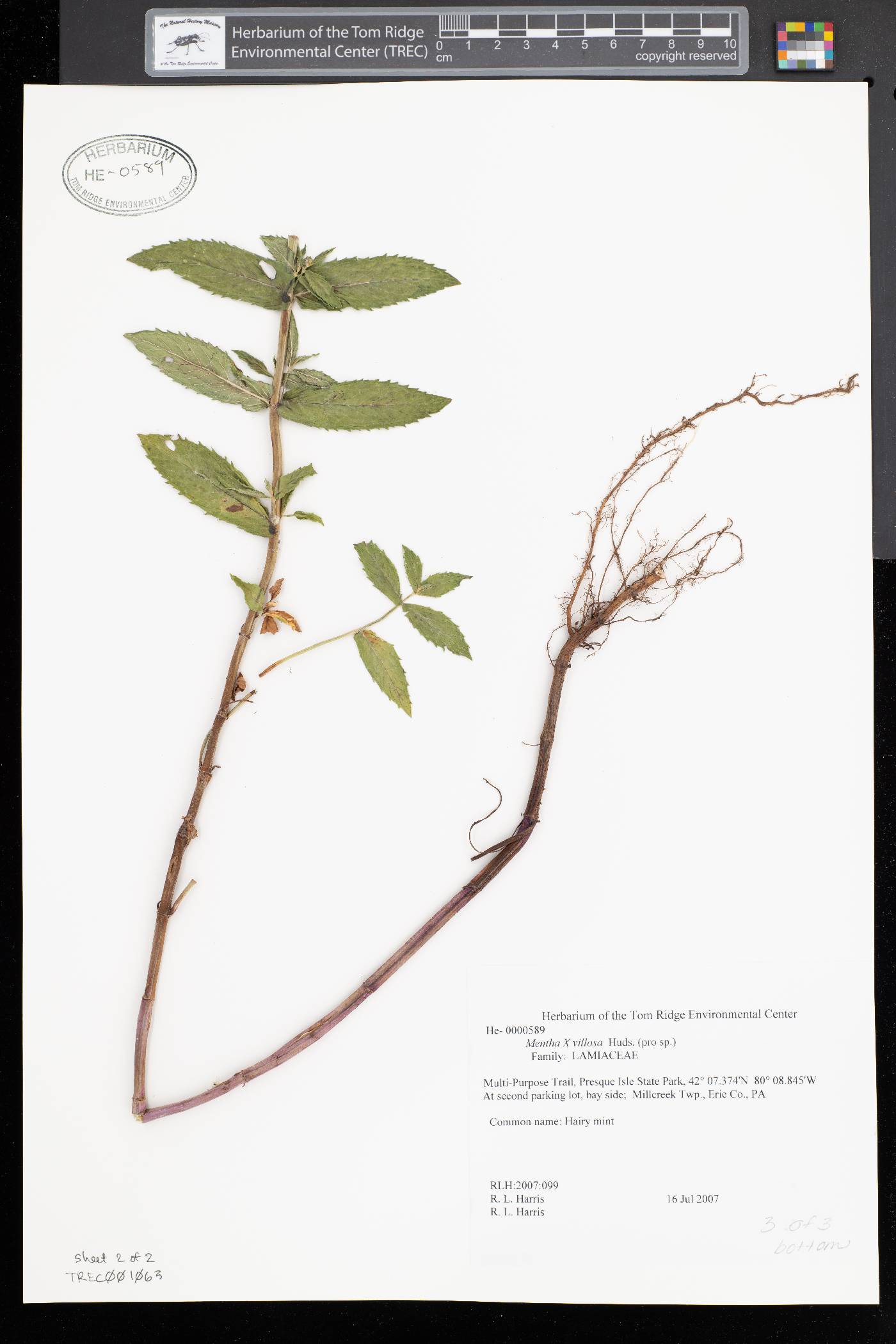 Mentha × villosa image