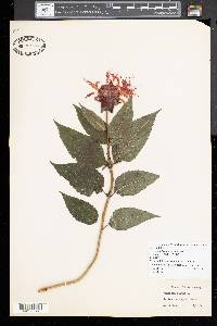 Monarda didyma image