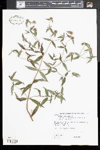 Pycnanthemum virginianum image