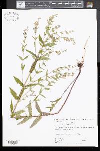 Scutellaria galericulata image