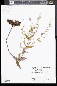 Scutellaria galericulata image