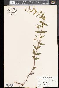 Scutellaria galericulata image