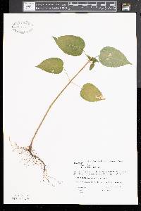 Circaea alpina image