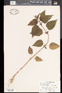 Circaea canadensis image