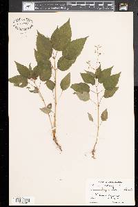 Circaea canadensis image