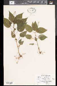 Circaea canadensis image