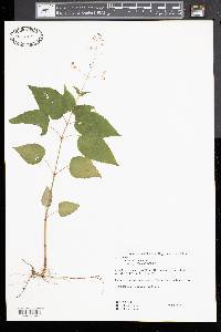 Circaea canadensis image