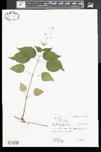 Circaea canadensis image