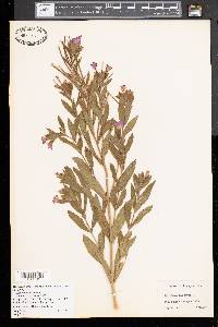 Epilobium hirsutum image