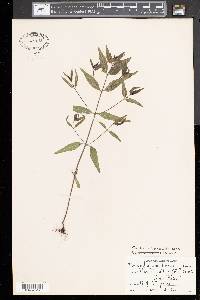 Melampyrum lineare image