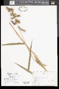 Echinochloa muricata var. muricata image