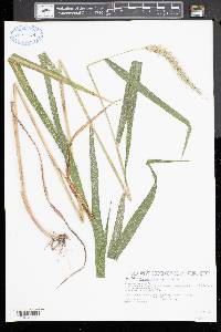 Elymus riparius image