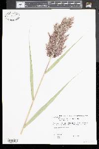 Phragmites australis image