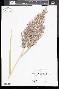 Phragmites australis image