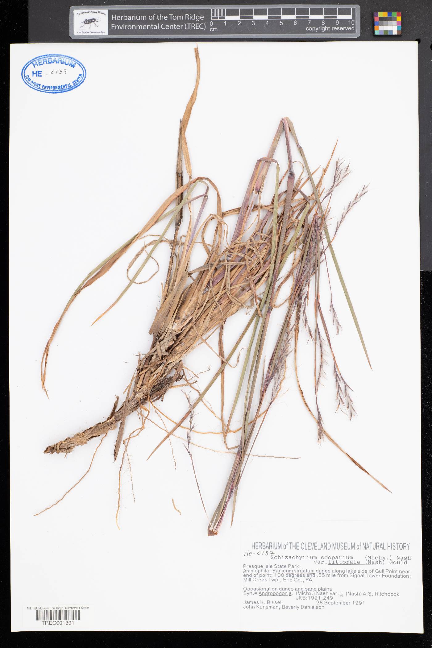 Schizachyrium littorale image