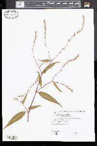 Polygonum setaceum image