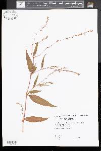 Polygonum setaceum image