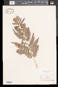 Pteridium aquilinum subsp. aquilinum image